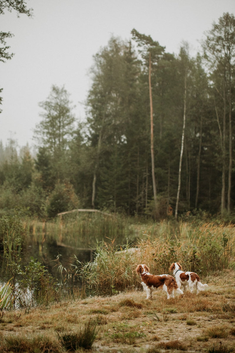 Observations: Knits and Essays from the Forest